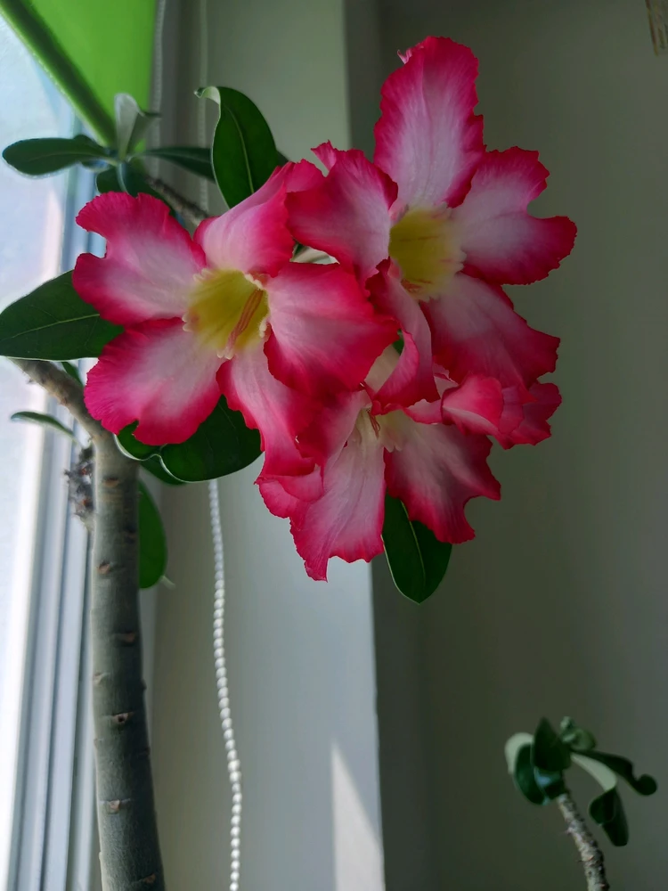 Obrázek nahrál Svatava