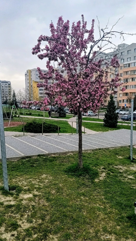 Gi-upload ni Vladislav Efimov ang hulagway