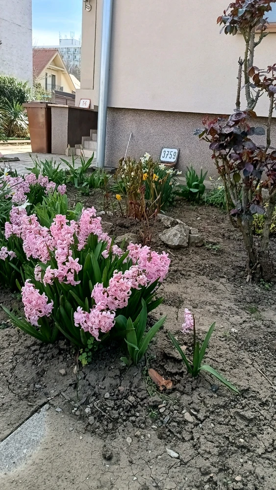 Image uploaded by Vladislav Efimov