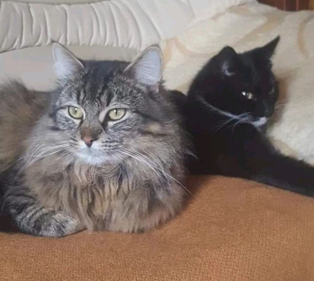 Zdjęcie dodane przez Kurson