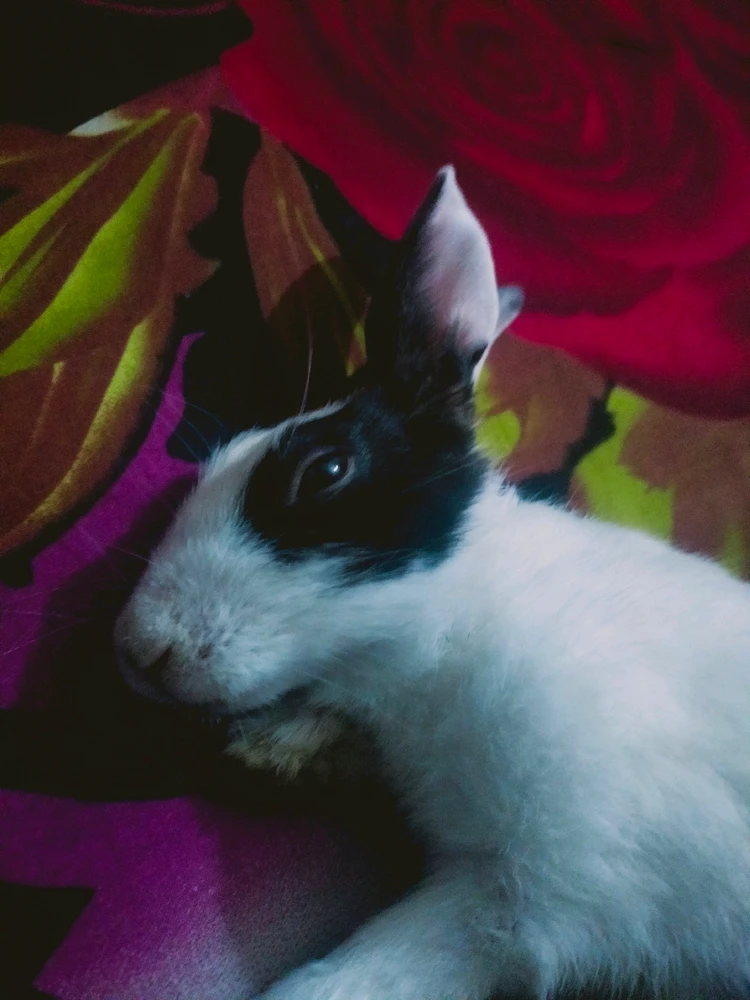 Adnan Haque আপলোড করেছে