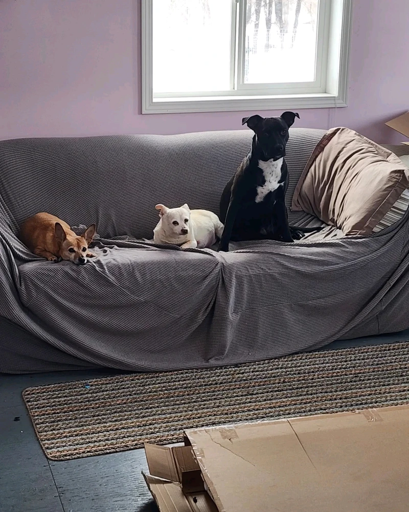 Image uploaded by 12pawsinn