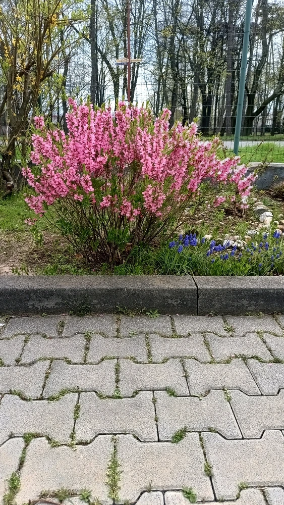 I-upload ni Vladislav Efimov ang larawan