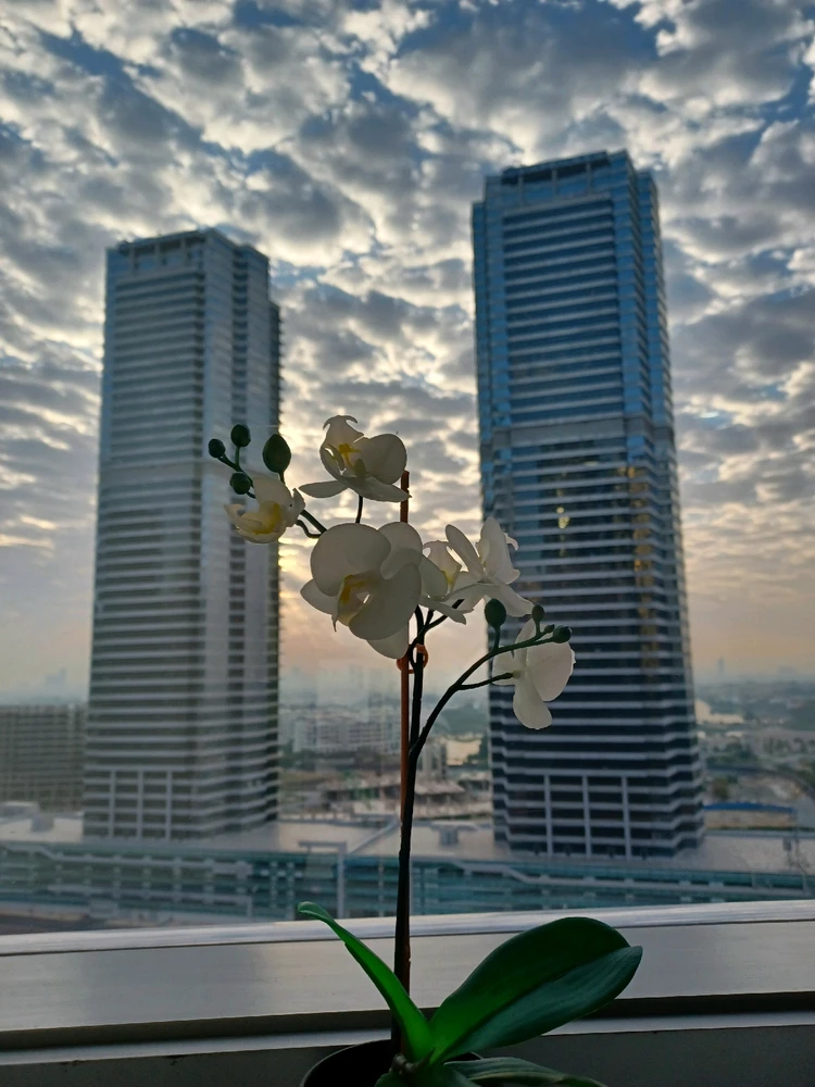 Image uploaded by Ariyan Antor