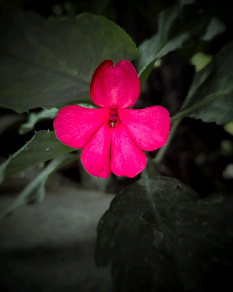 Слика поставена од Vishnu Sagar