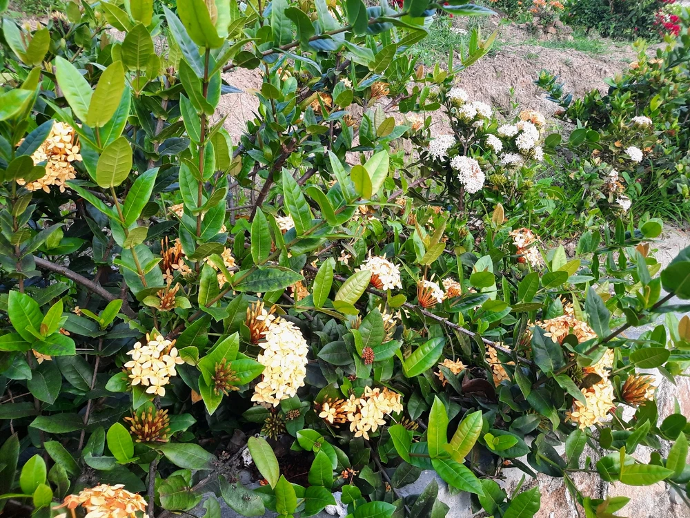 Image uploaded by Edo