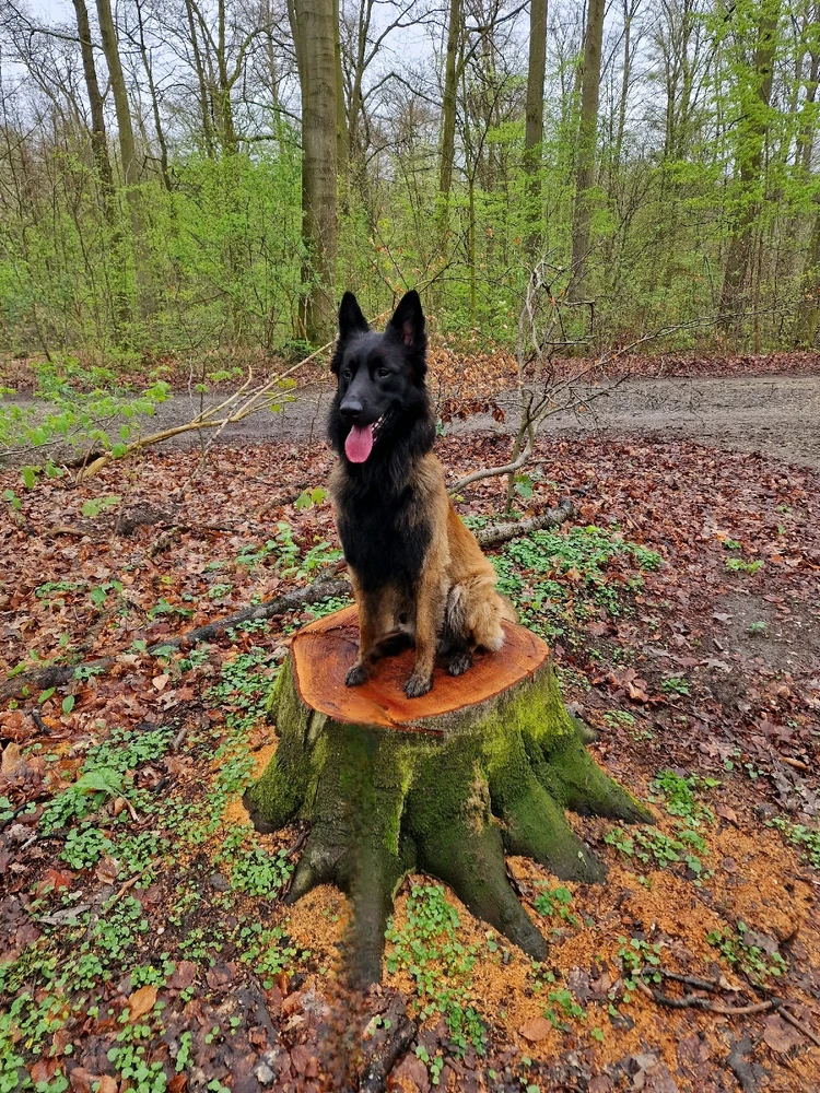 Bild hochgeladen von Dennis