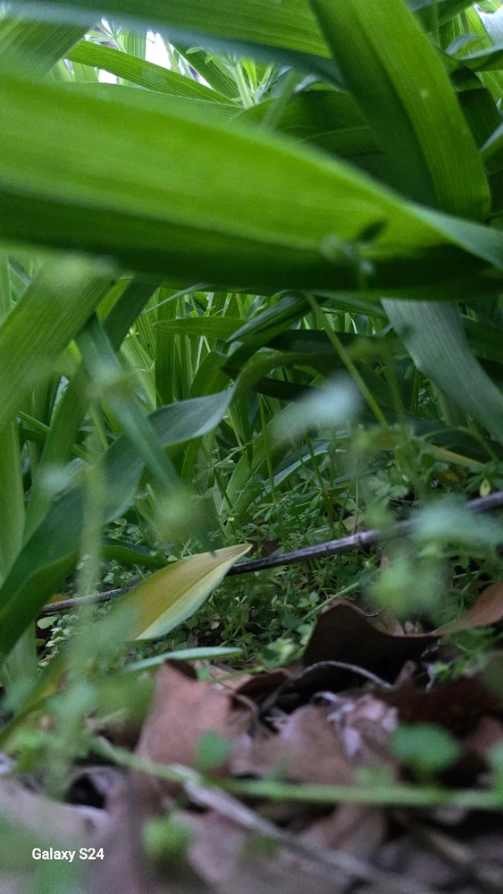 Image uploaded by Tree