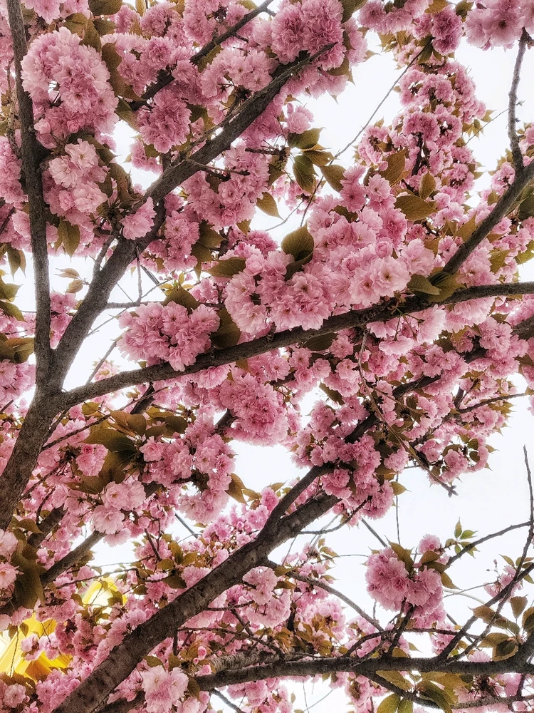 Cherry Blossoms in Skopje