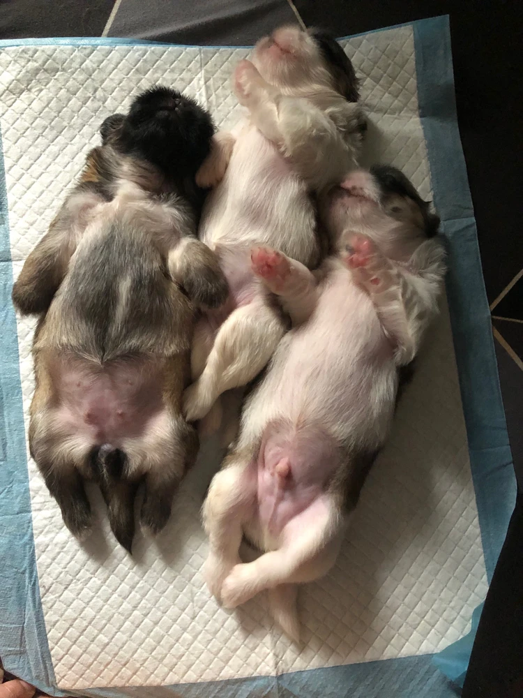 I-upload ni Juy ang larawan