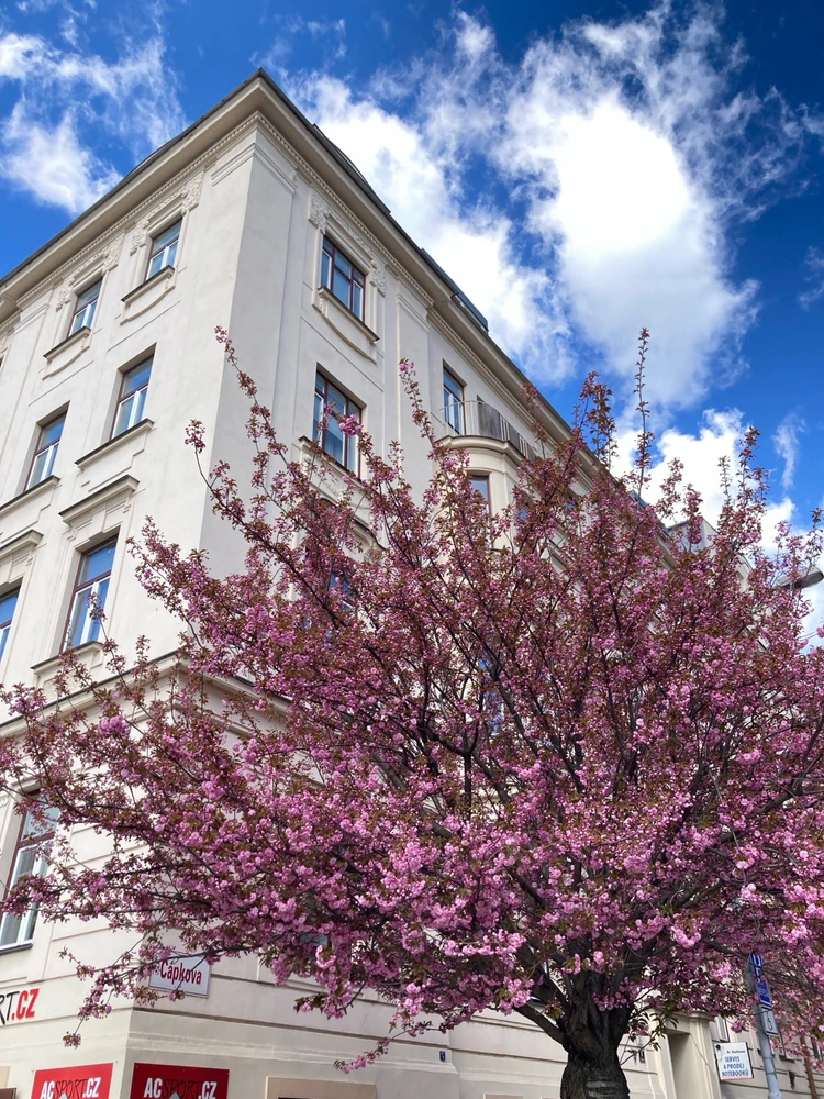 Obrázek nahrál Michael