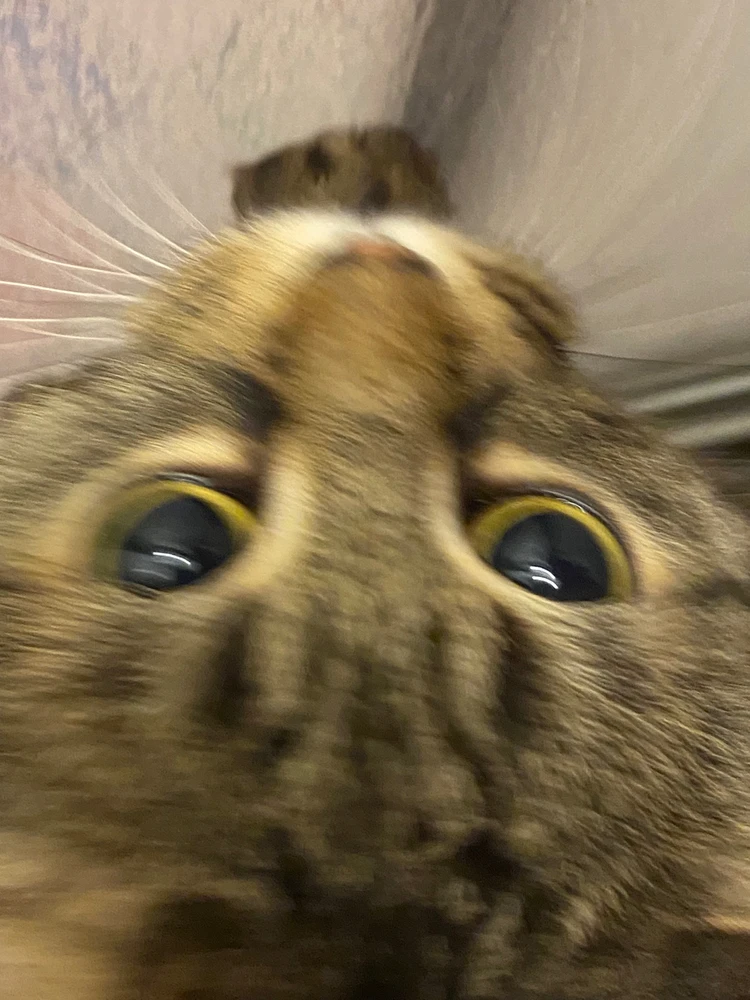 Das ist meine cursed Katze 