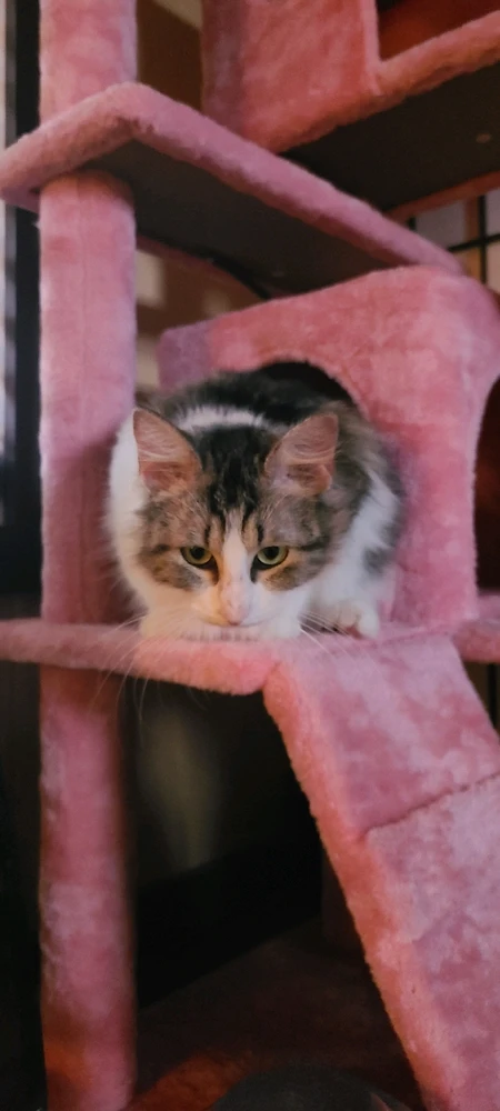 Image uploaded by Shooter