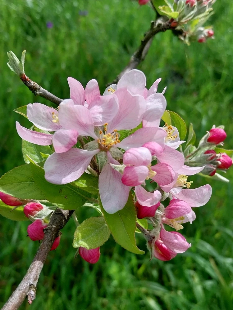 Imagem enviada por Paulo