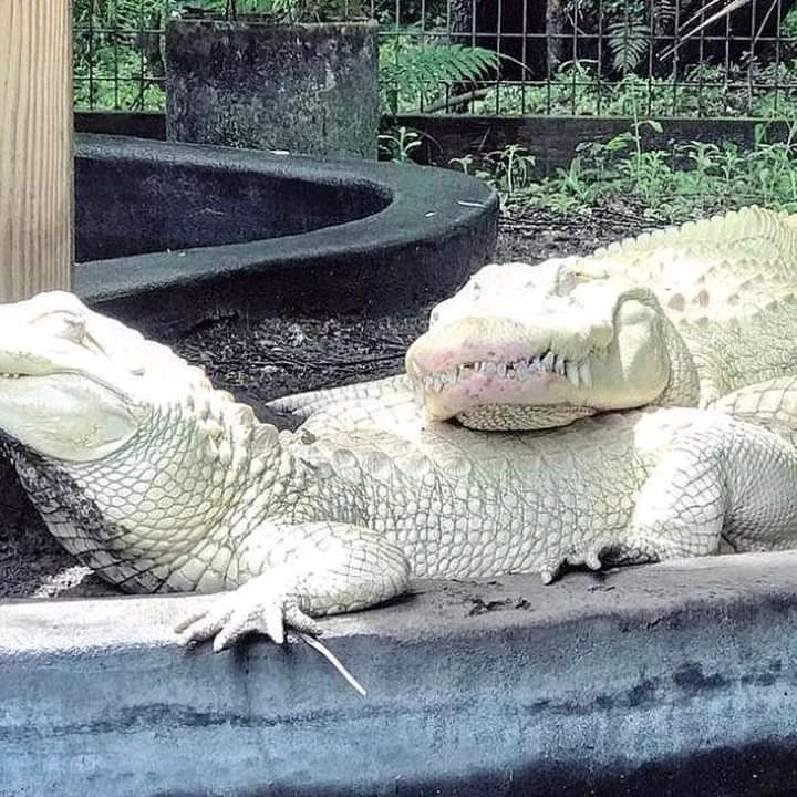 Gambar diunggah oleh Kaisar