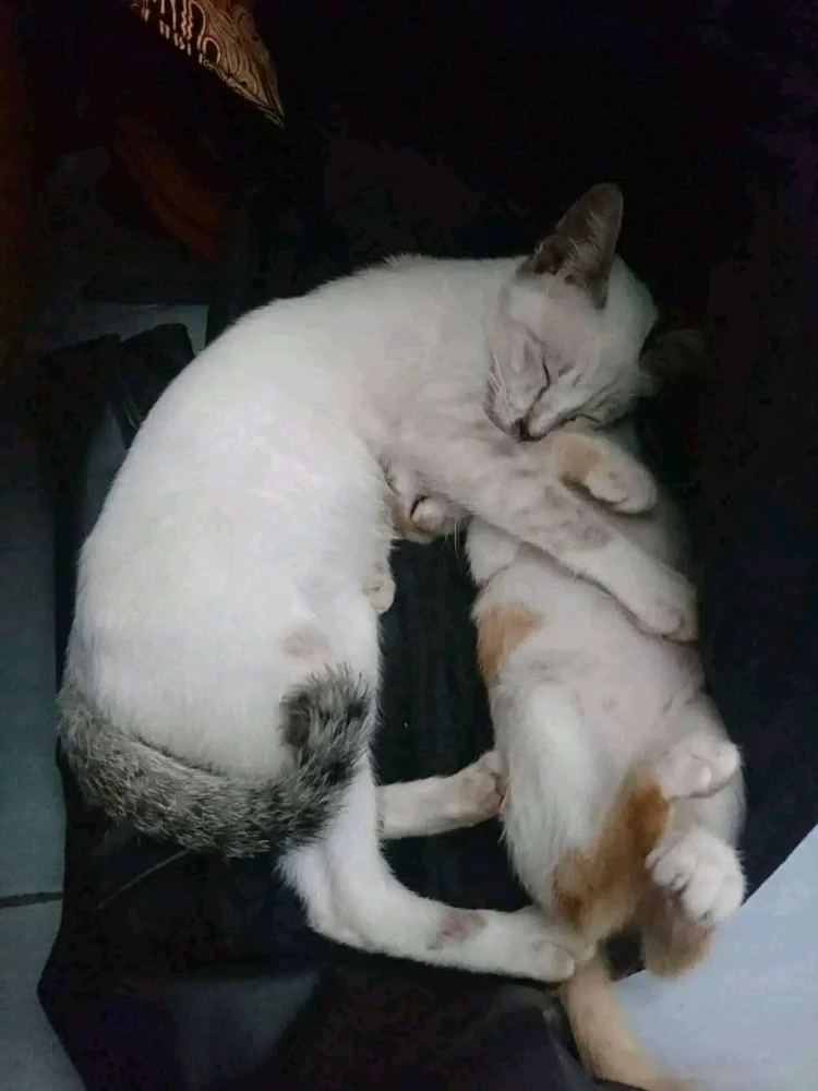Gambar diunggah oleh Ade Syafrizal
