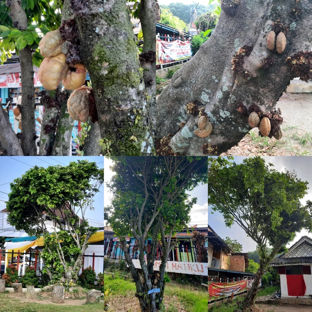 Gi-upload ni Edo ang hulagway