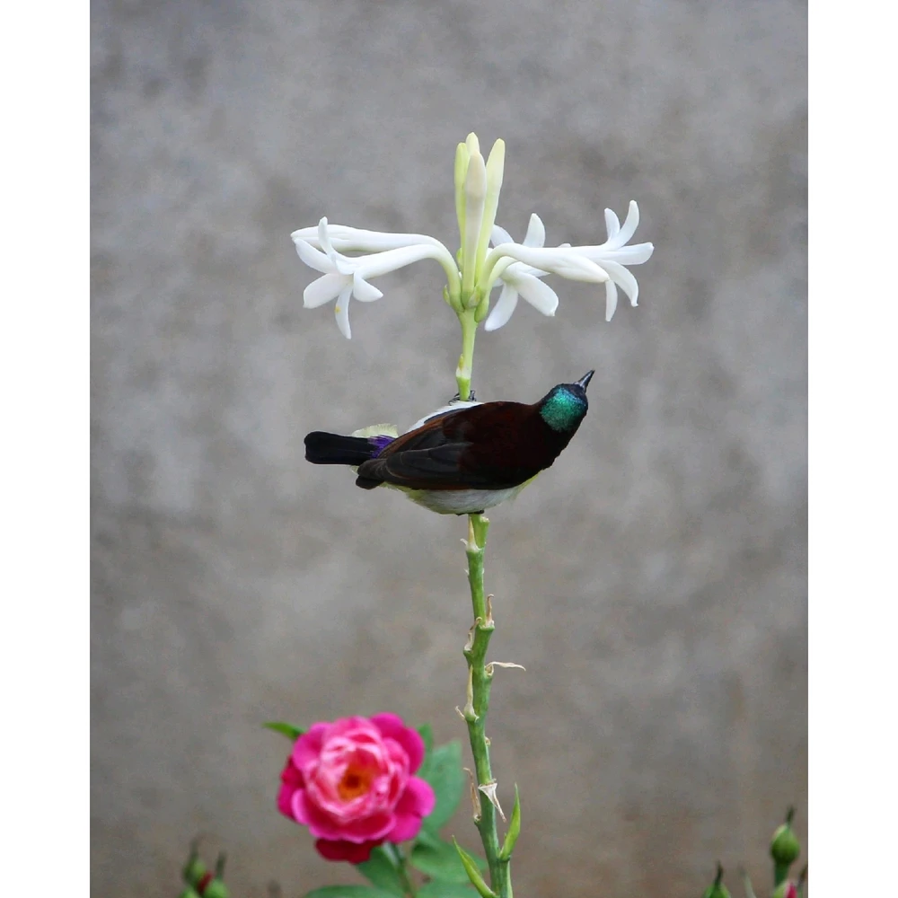 Image uploaded by Abhi