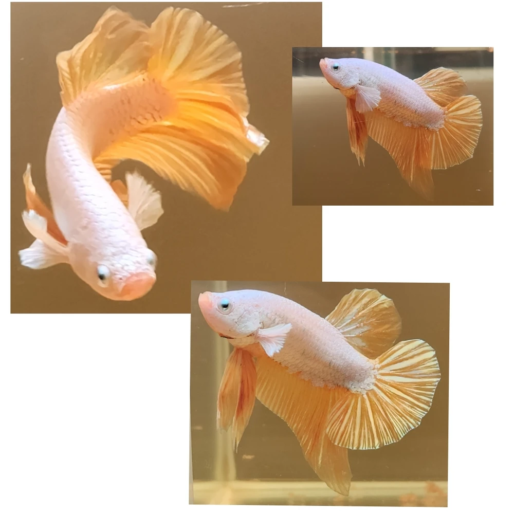 Image uploaded by Seya