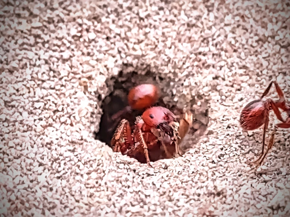 Image uploaded by ད 𝙏𝙚𝙠-𝙀 ཌ