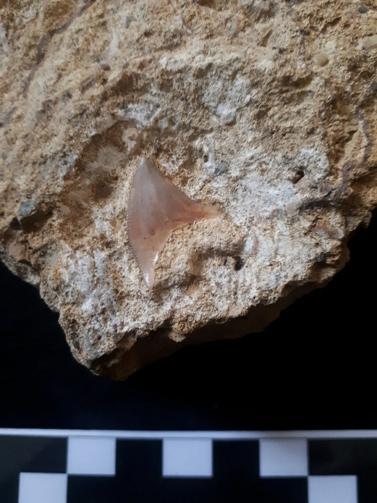 Haizahn aus Ahaus-Ochtrup