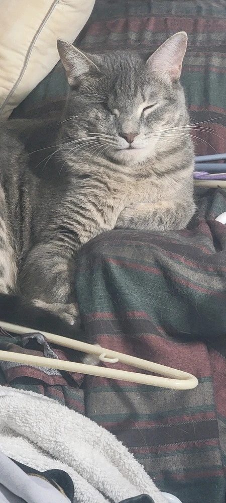 Odin the cat