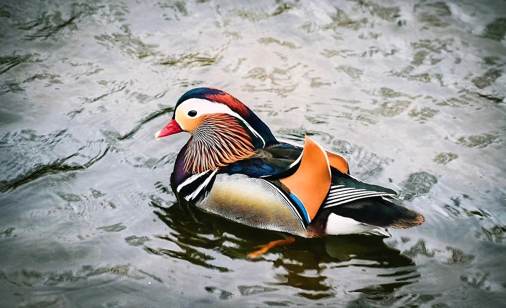 Image ajoutée par Caroline