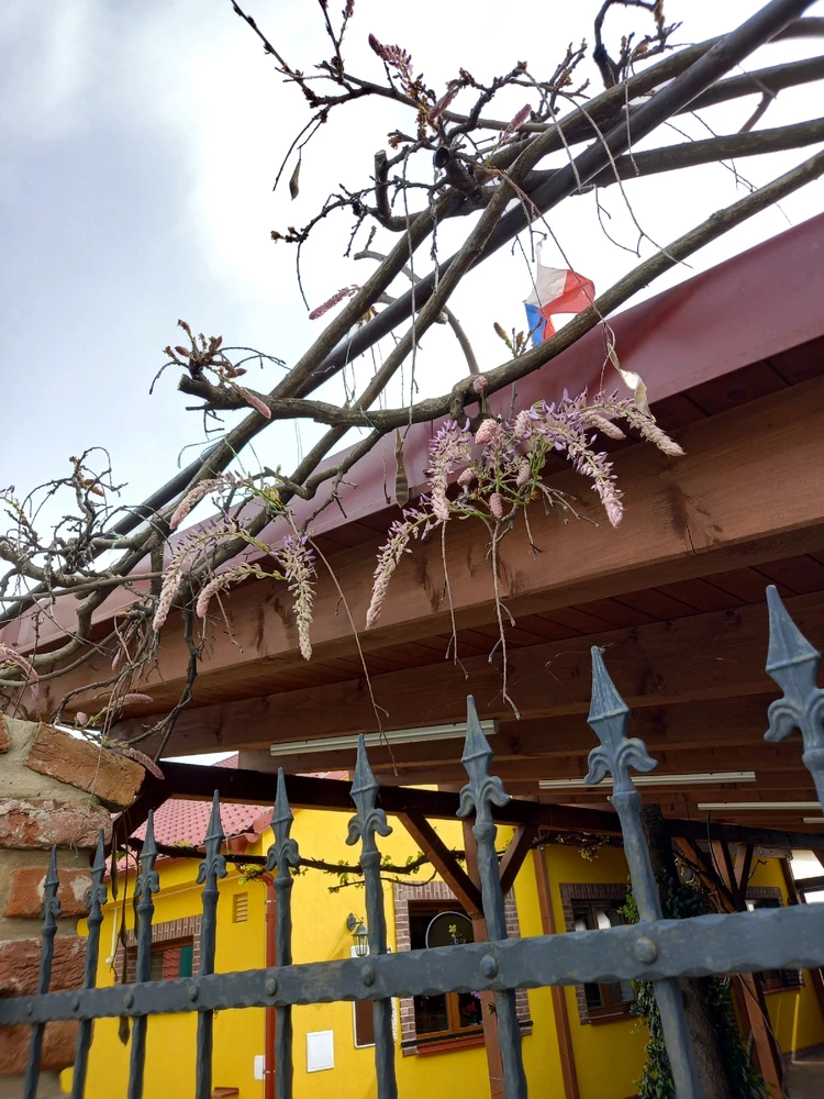 Obrázek nahrál Svatava