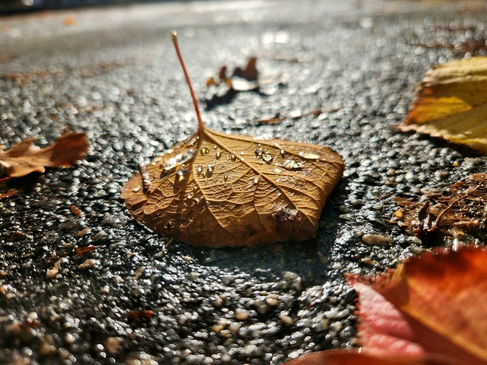 由Samantha上传的图片