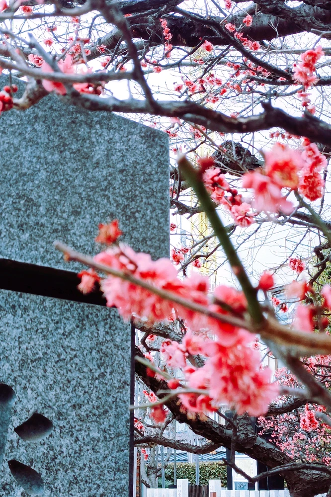 Àwòrán tí shendee spring fi sí