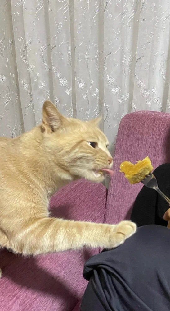 Kağan tarafından yüklenen görsel