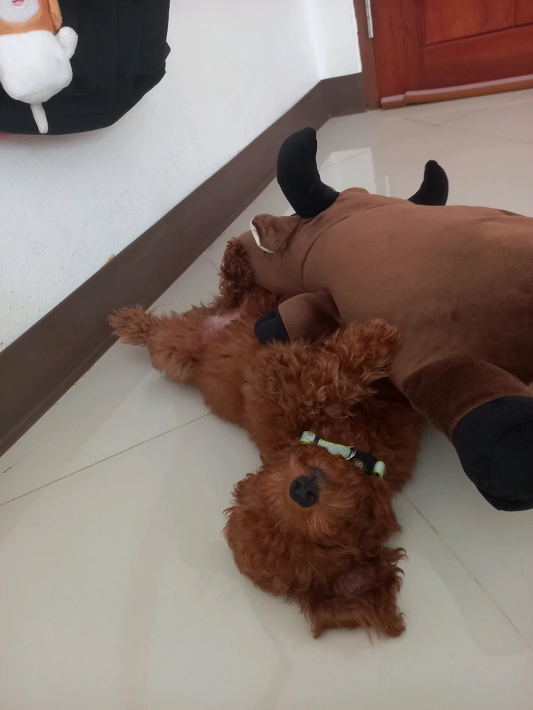 Almond little poodle