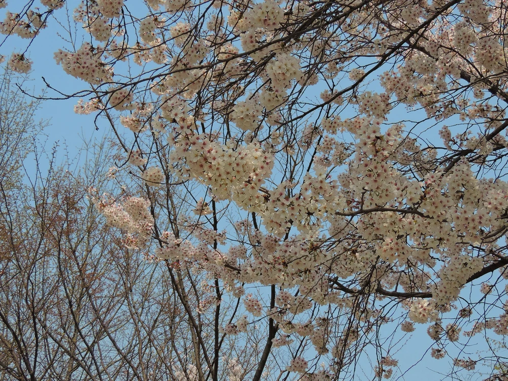 Cherry Blossoms, Seoul Forest Park, a spring day in 2015