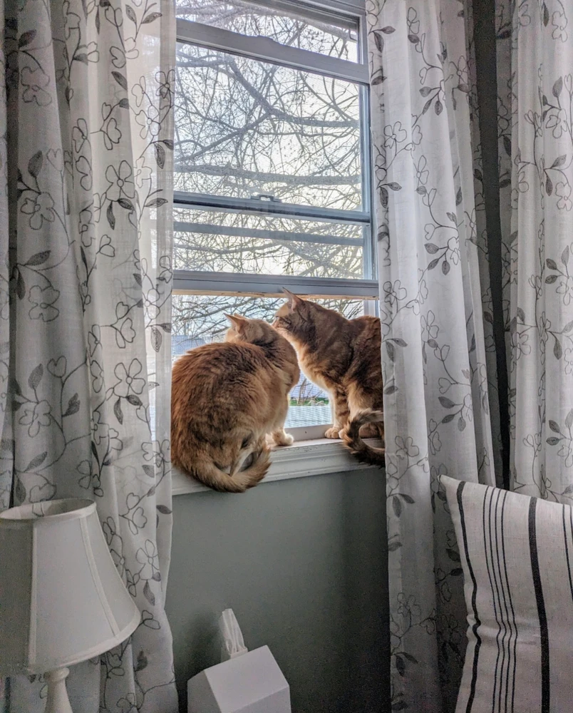 Image uploaded by Melissa