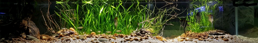 Image uploaded by Omnipresent