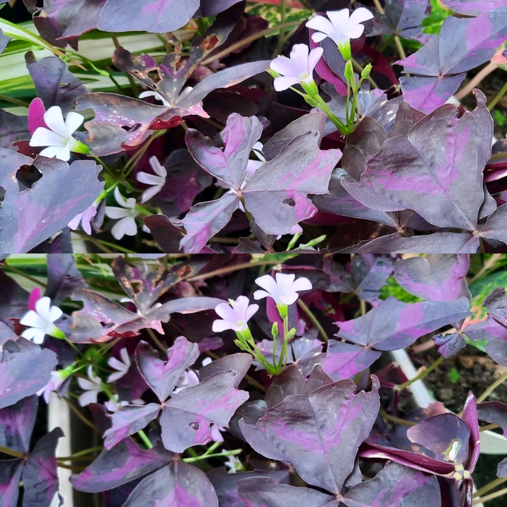 Image uploaded by Edo