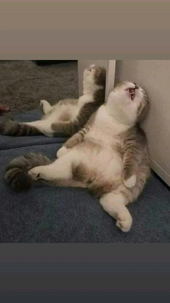 صورة رفعها LunarStorm