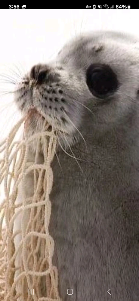 Image uploaded by Jesse Brown