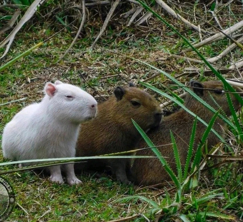 Фото загрузил Ольга