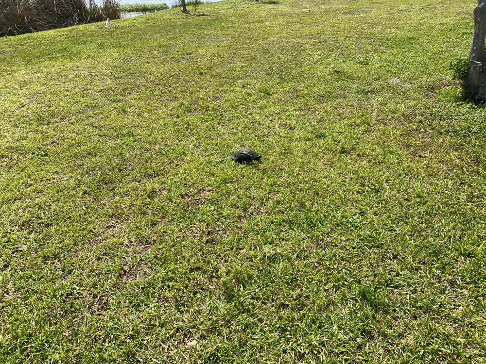 Found this goober on my last walk