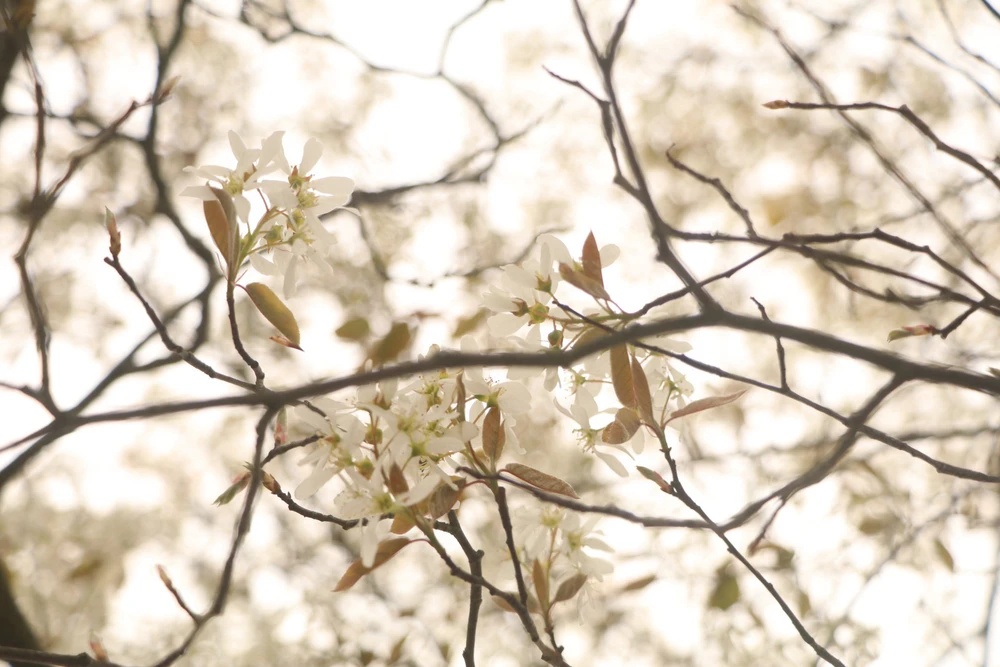 I love taking photo for the flowers!