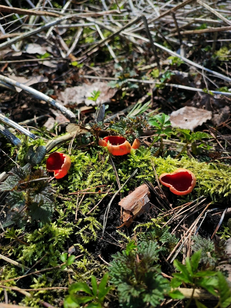 Фото загрузил Pjotrs