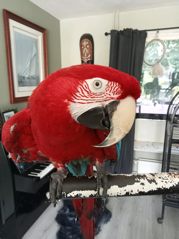 Afbeelding geüpload door Suus