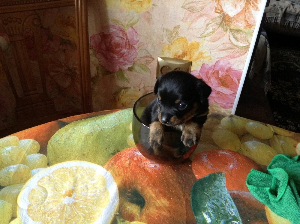 Фото загрузил Максим