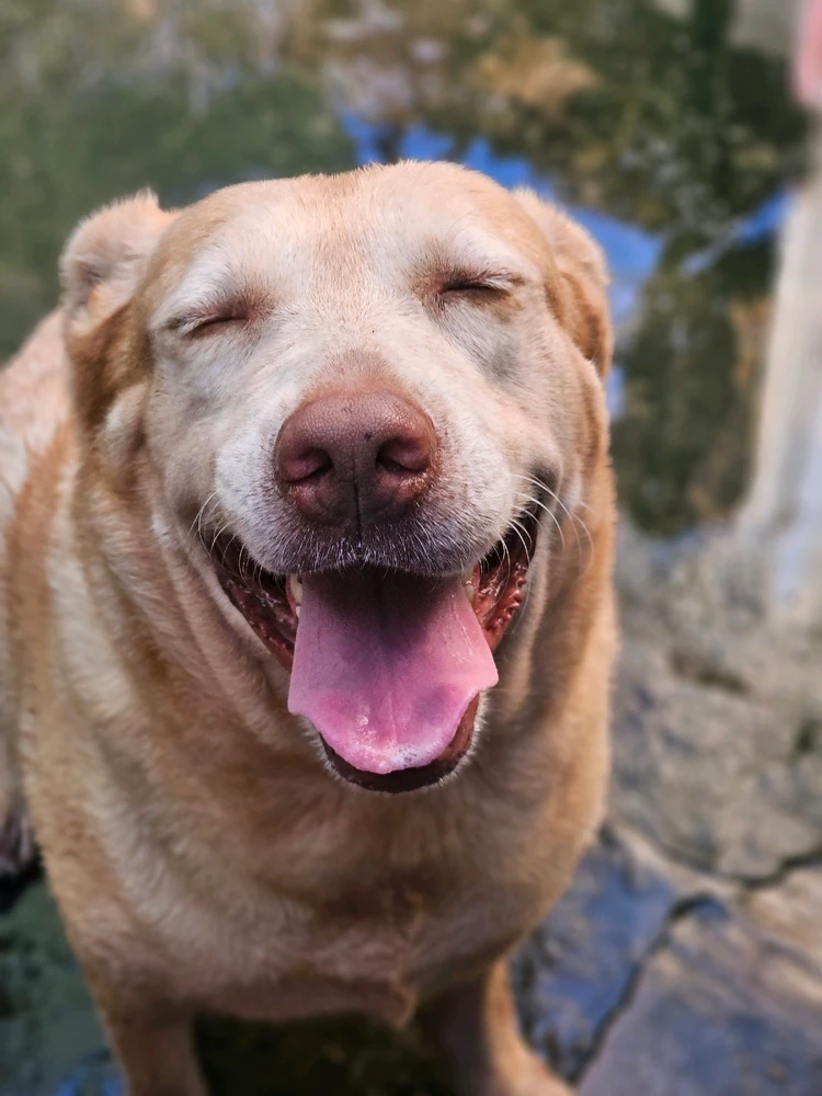 she is smiling a lot in this photo, well, she just ran into a puddle and expects a bath soon.