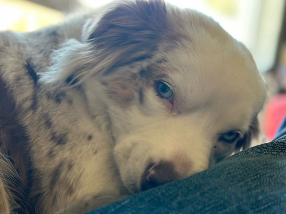 Image uploaded by Carson