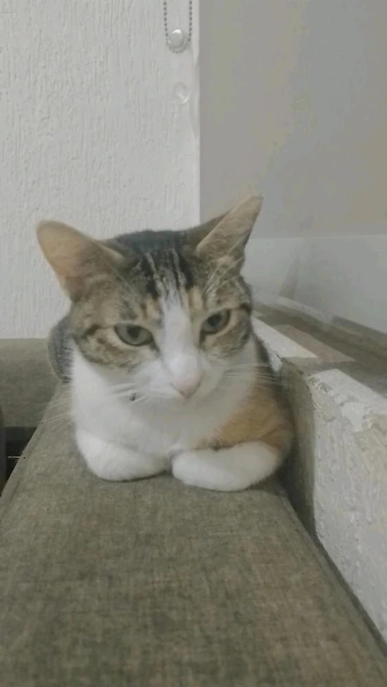 Imagen subida por Idk