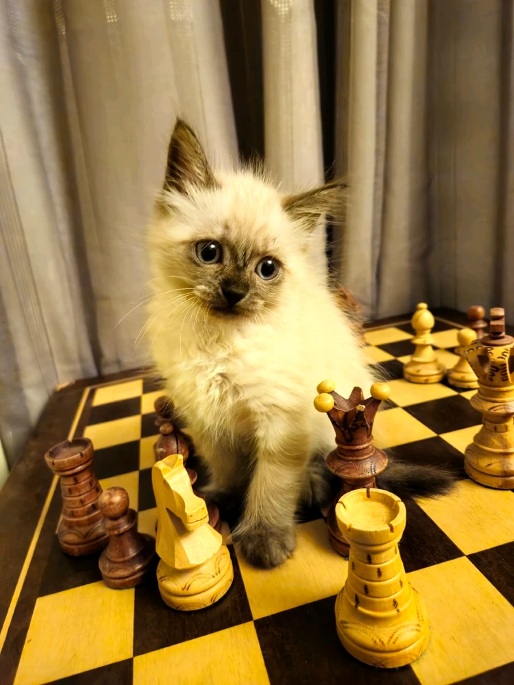 Imagem enviada por Willian