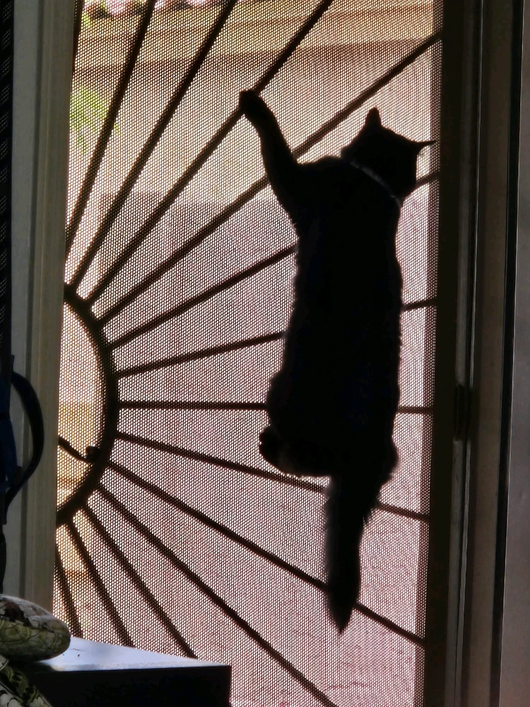 Image uploaded by Jezza