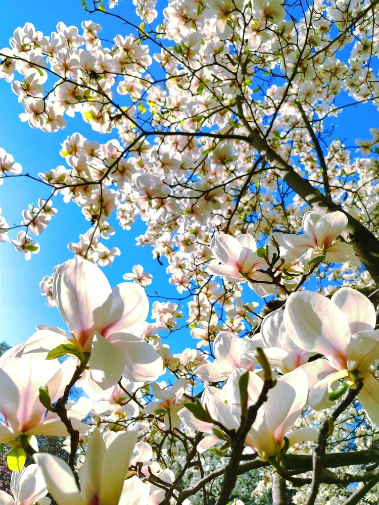 Image uploaded by Ira